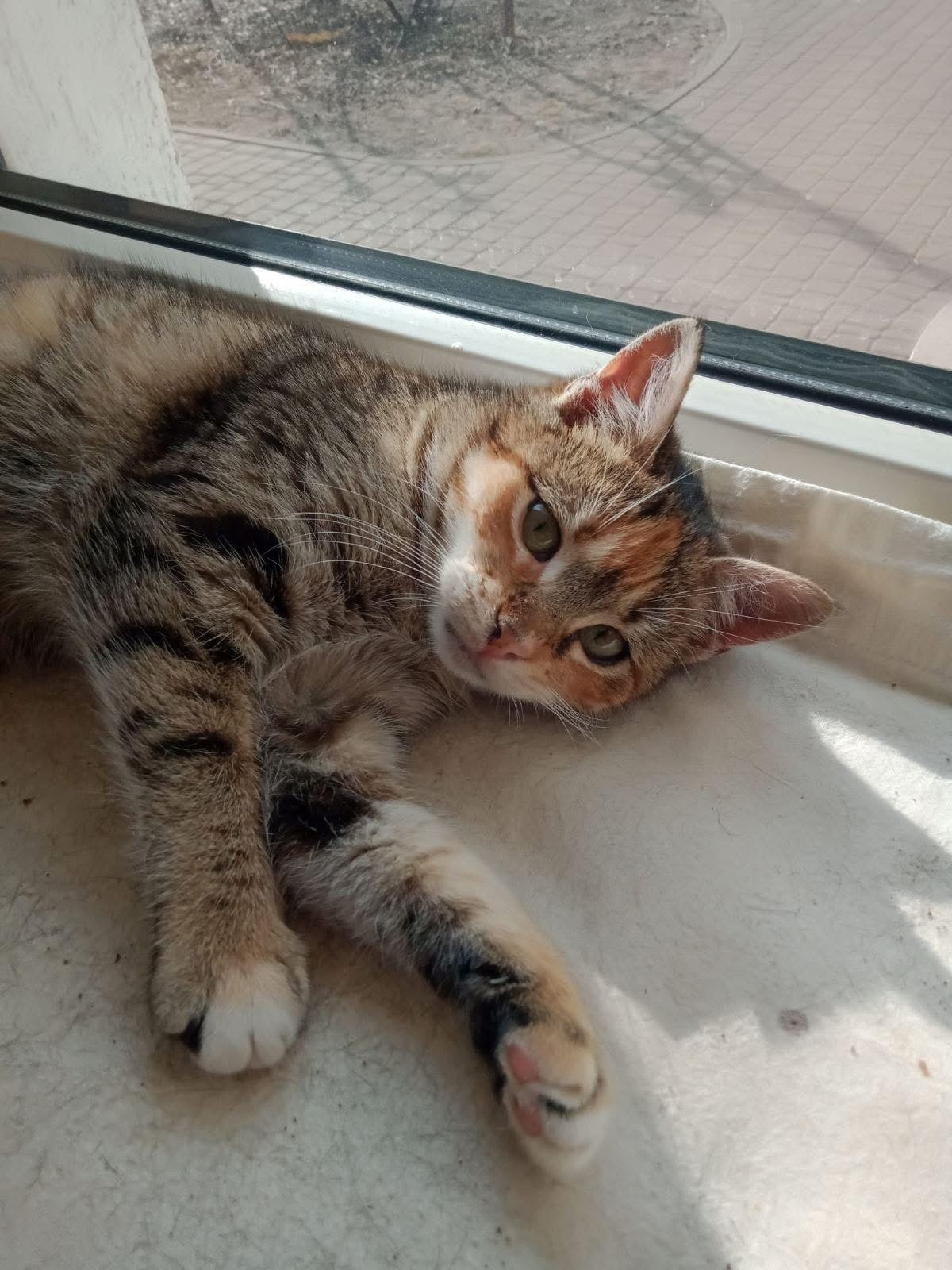 Перевтілення