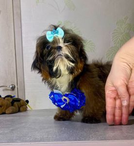 Матіпу шоколадний зайчик міні