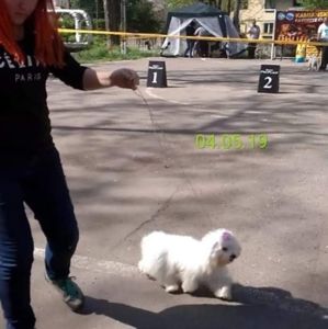 Мальтіпу міні