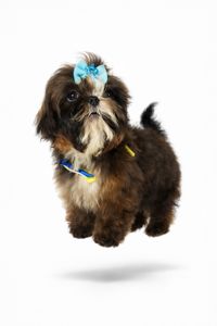 Матіпу шоколадний зайчик міні