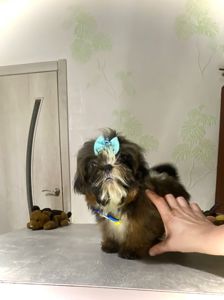 Матіпу шоколадний зайчик міні