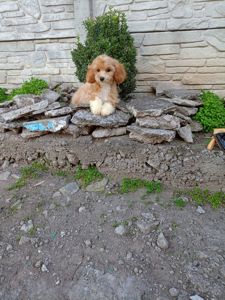 Мальтіпу міні