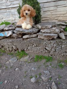 Мальтіпу міні