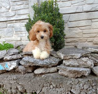 Мальтіпу міні