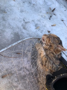 Перевтілення