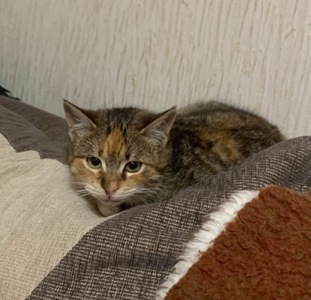 Перевтілення