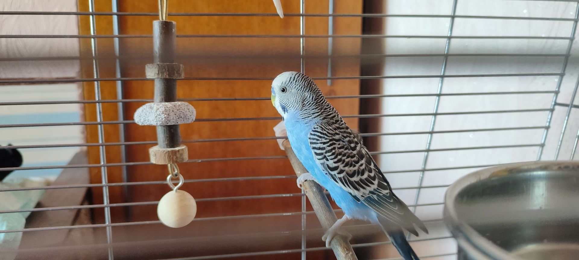 Безкоштовно. Шукають нових хазяїв два папужки