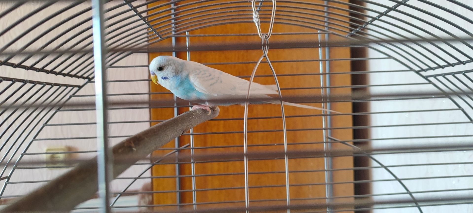 Безкоштовно. Шукають нових хазяїв два папужки