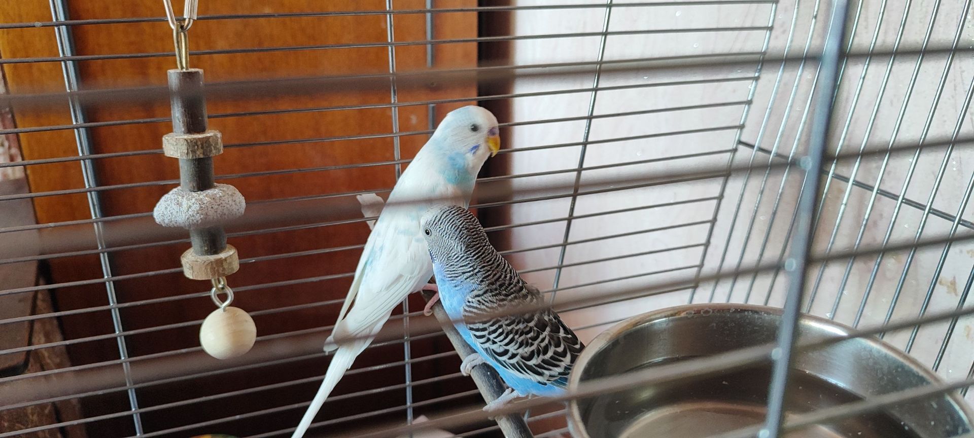 Безкоштовно. Шукають нових хазяїв два папужки