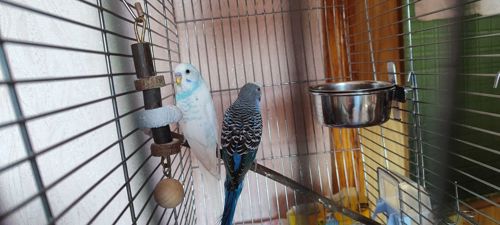Безкоштовно. Шукають нових хазяїв два папужки