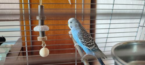 Безкоштовно. Шукають нових хазяїв два папужки