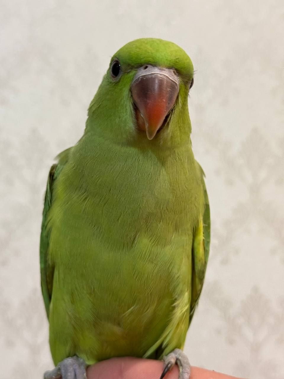 Ожереловий папуга