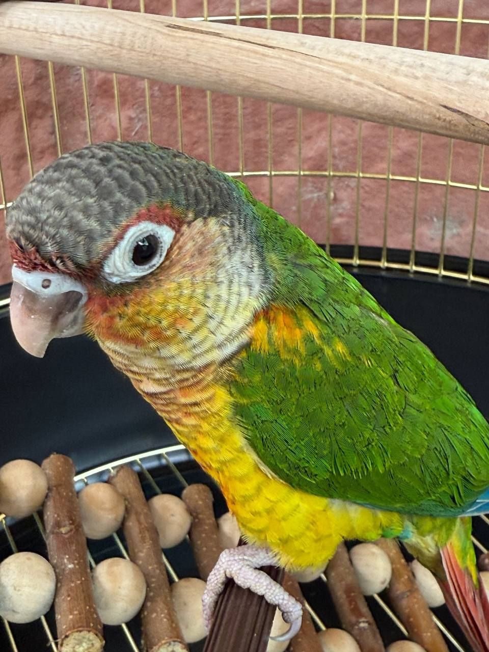 Піррура папуги супер ручні