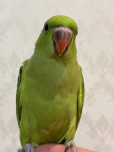 Ожереловий папуга