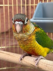 Піррура папуги супер ручні