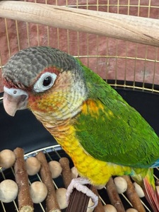 Піррура папуги супер ручні