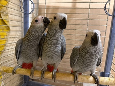 Пташенята папуги жако молоденькі