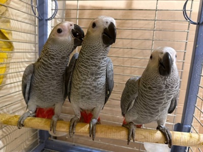 Пташенята папуги жако молоденькі