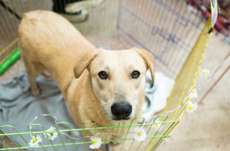 Милий Бруно мріє про родину!