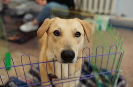 Милий Бруно мріє про родину!