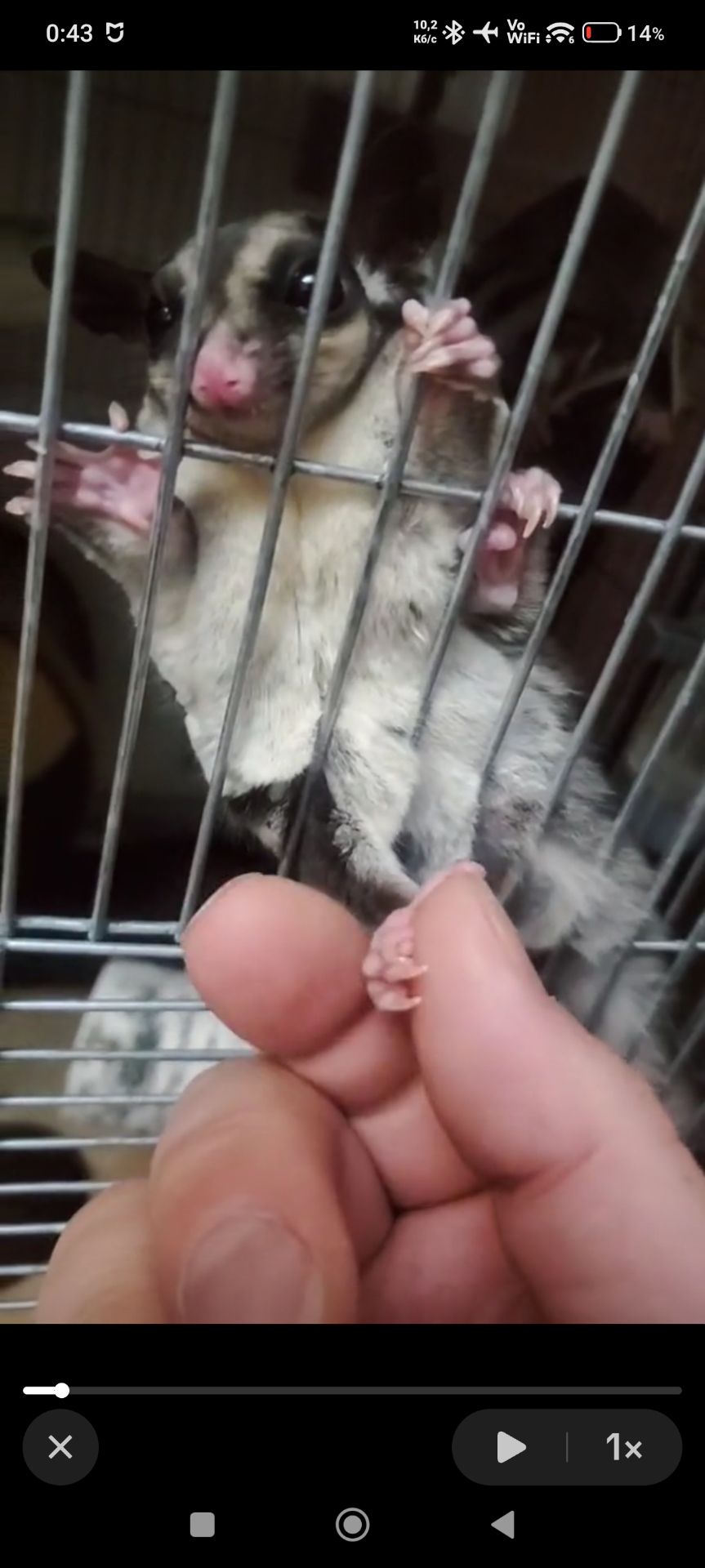 Цукровий поссум дівчинка