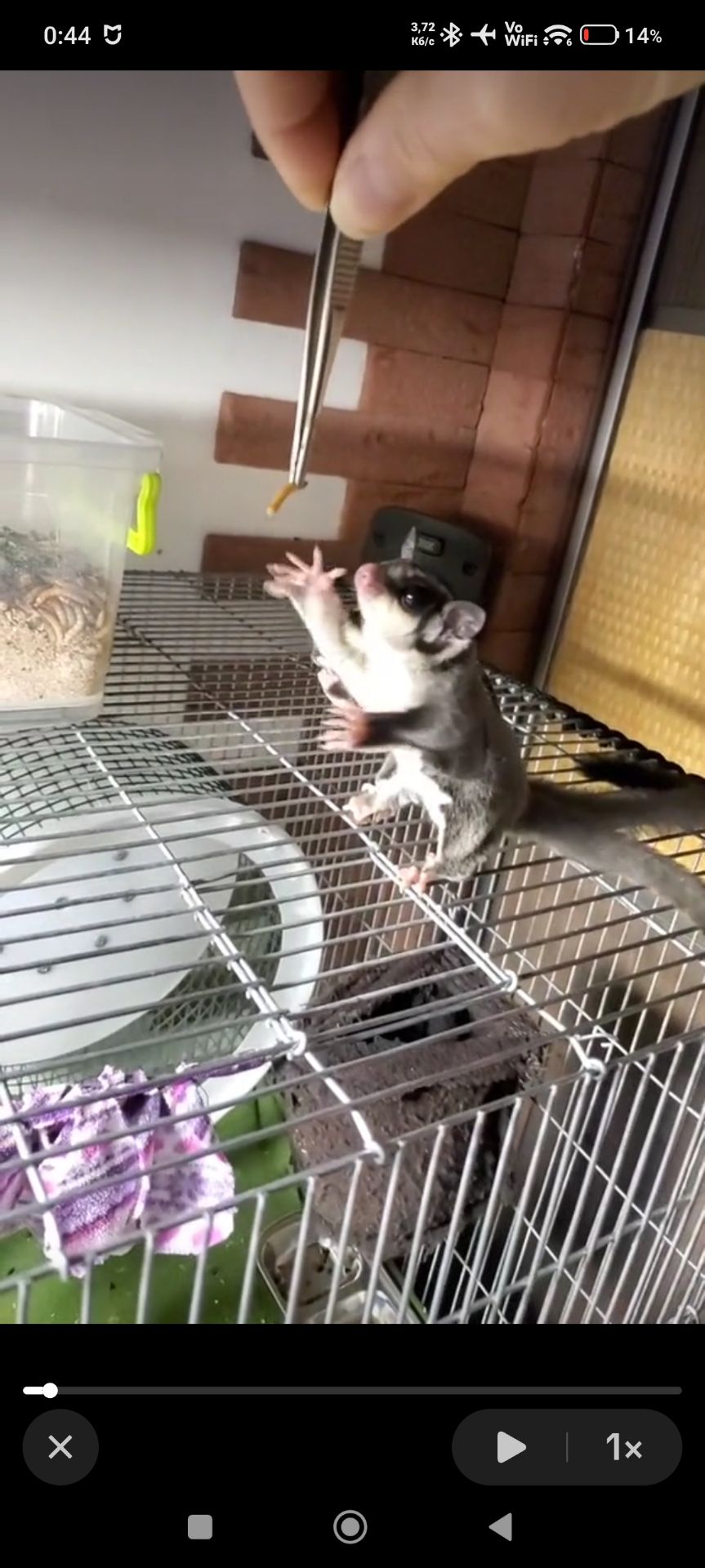 Цукровий поссум дівчинка