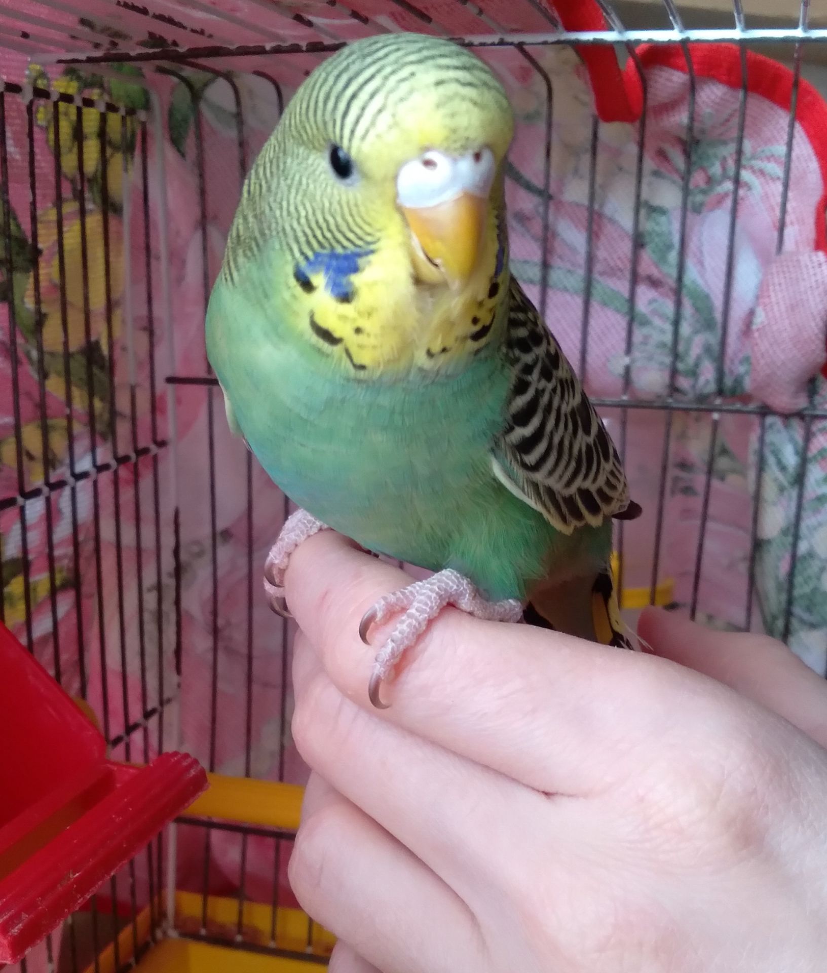 Ручные птенчики волнистые попугайчики