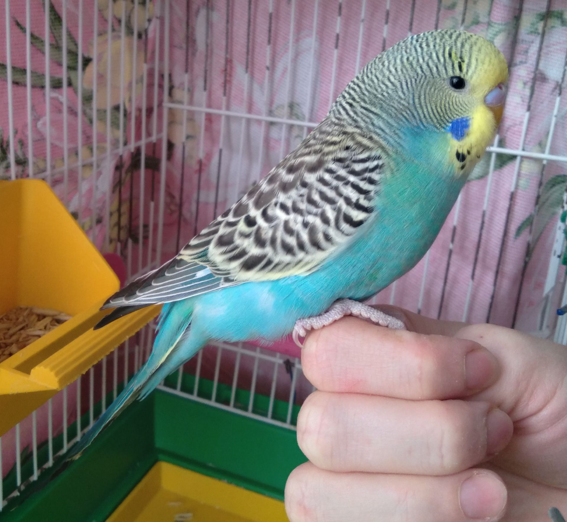 Ручные птенчики волнистые попугайчики