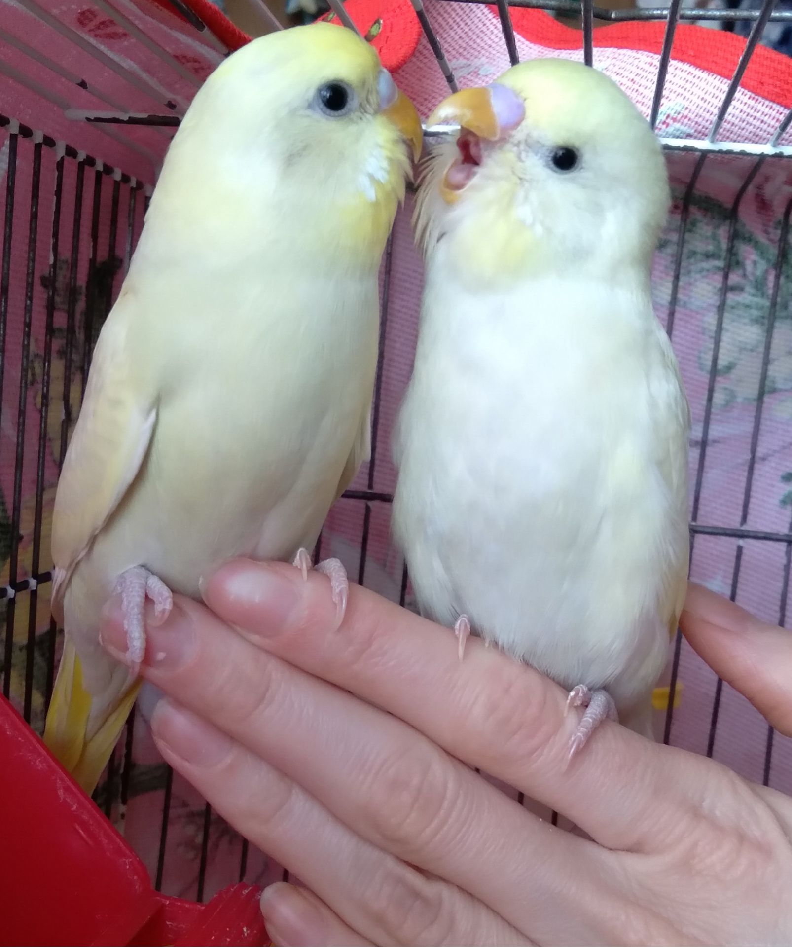 Ручные птенчики волнистые попугайчики