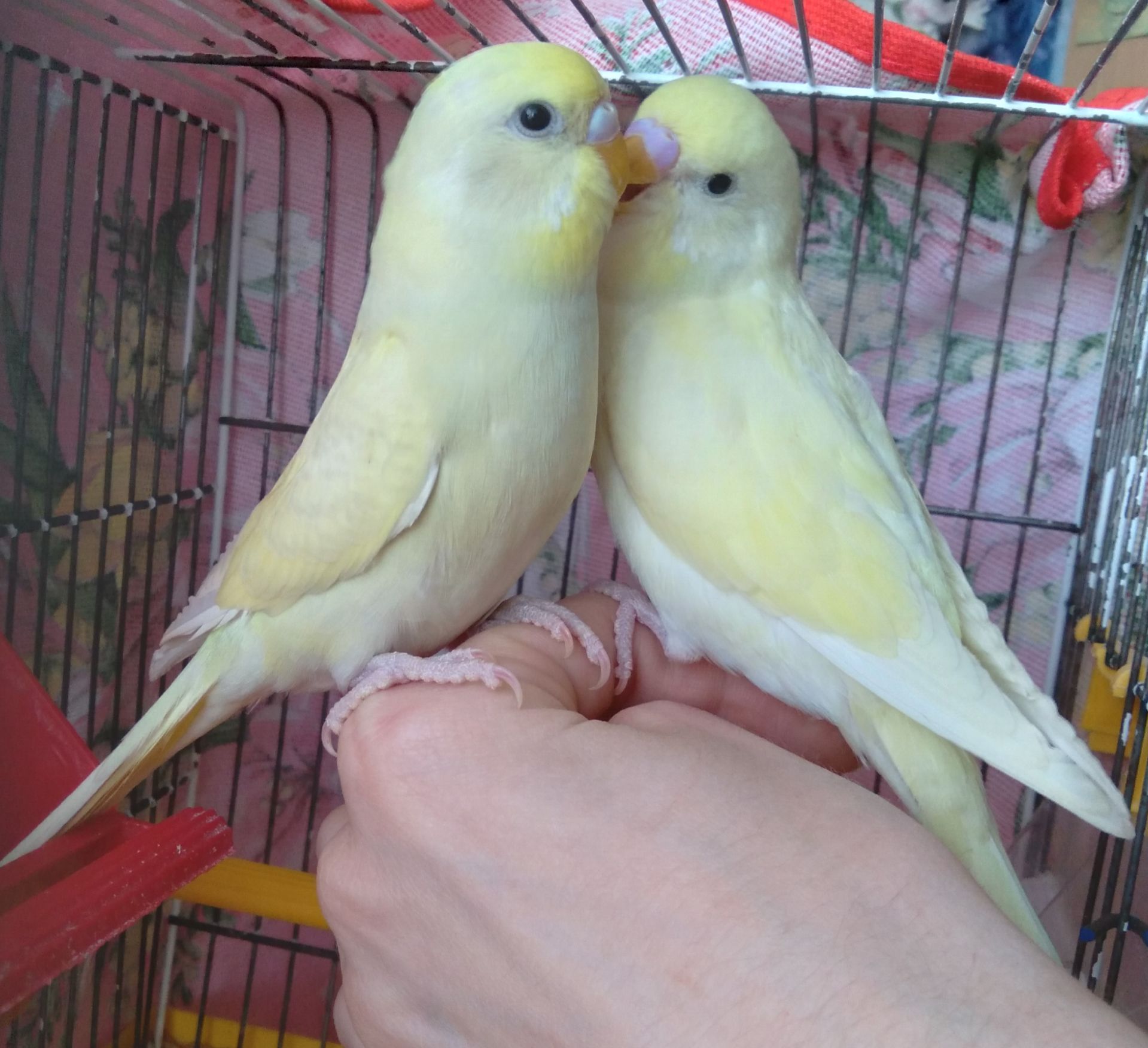 Ручные птенчики волнистые попугайчики