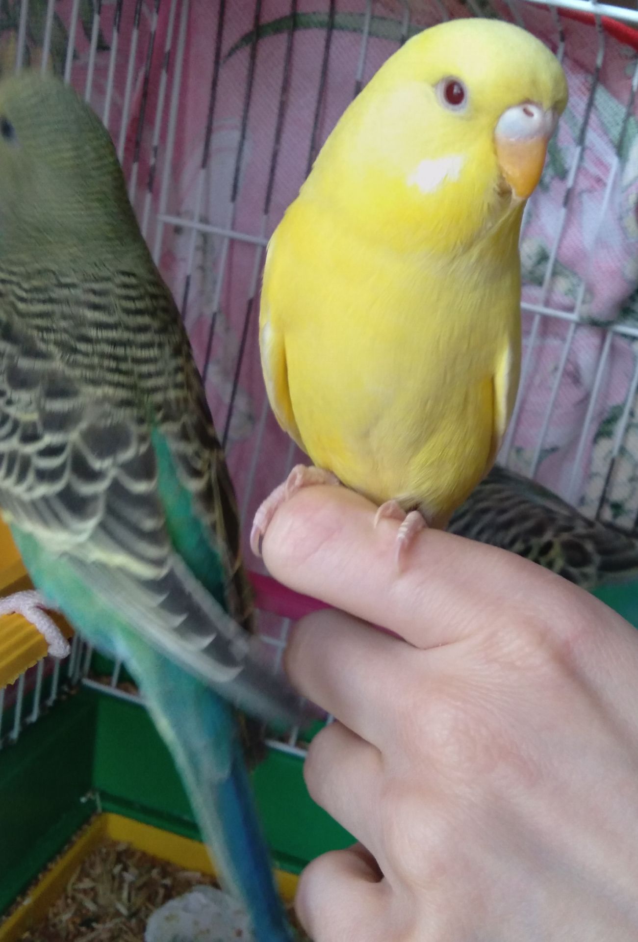 Ручные птенчики волнистые попугайчики