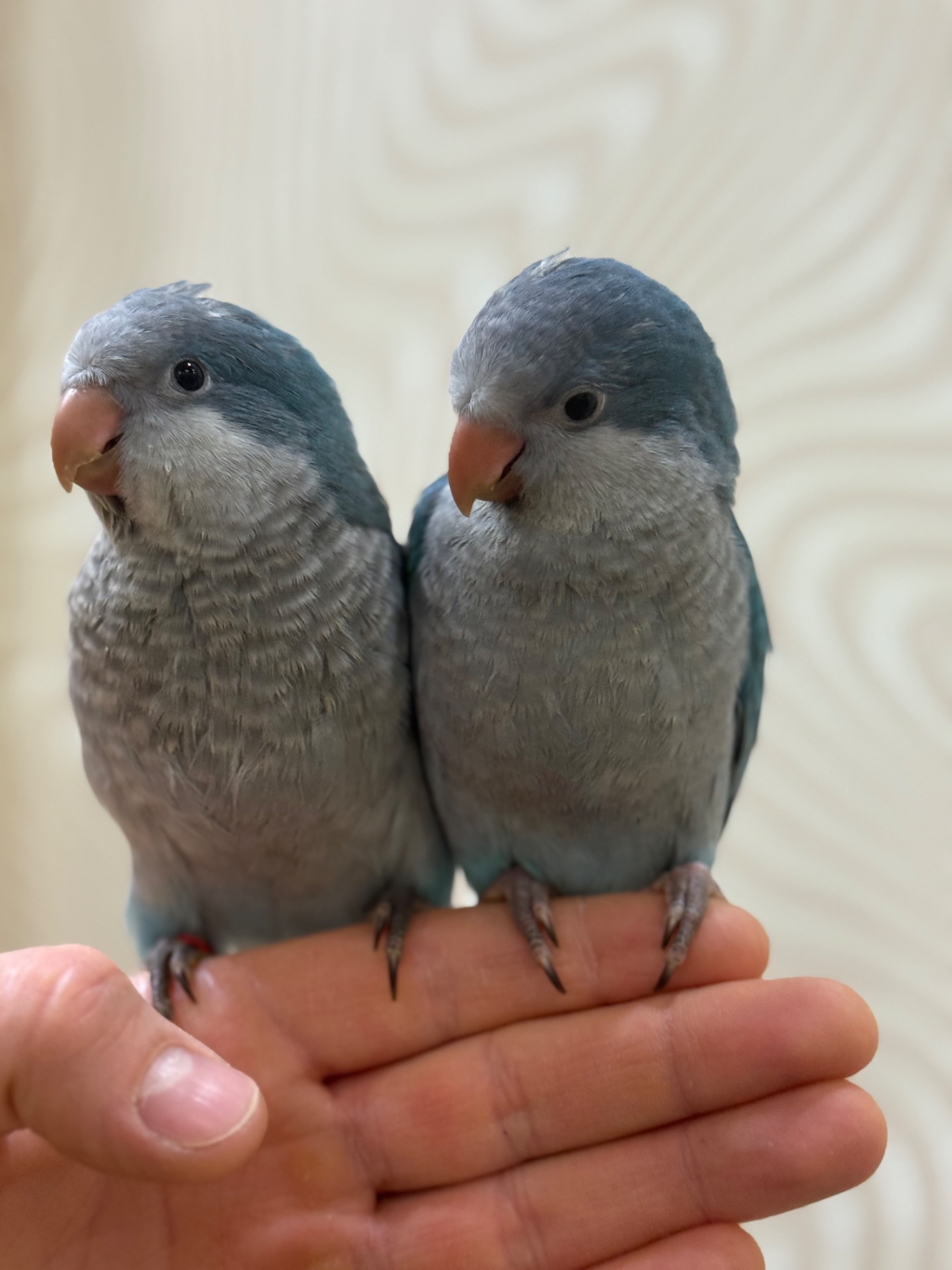 Птенцы попугая монах квакер Калита