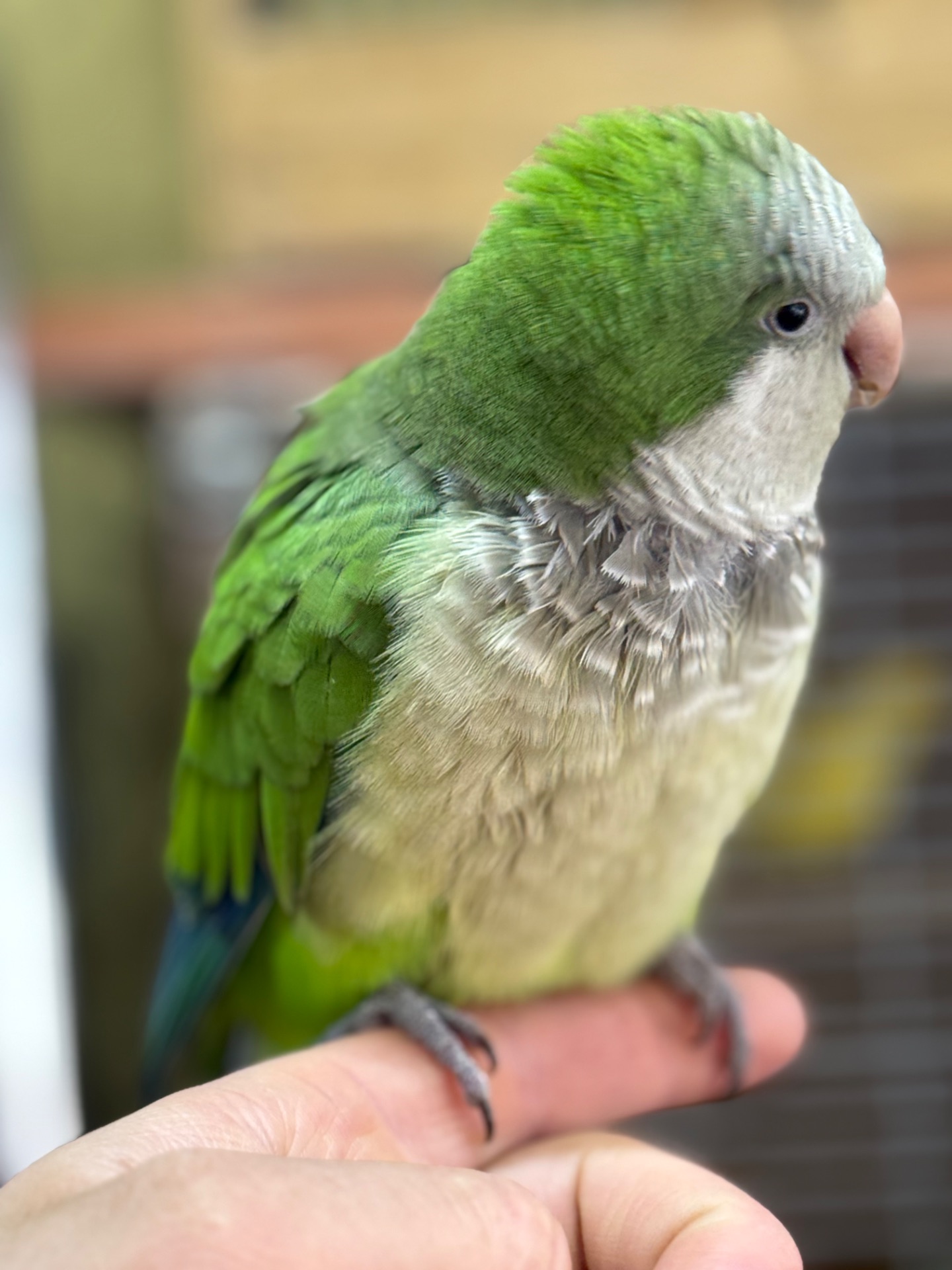 Птенцы попугая монах квакер Калита