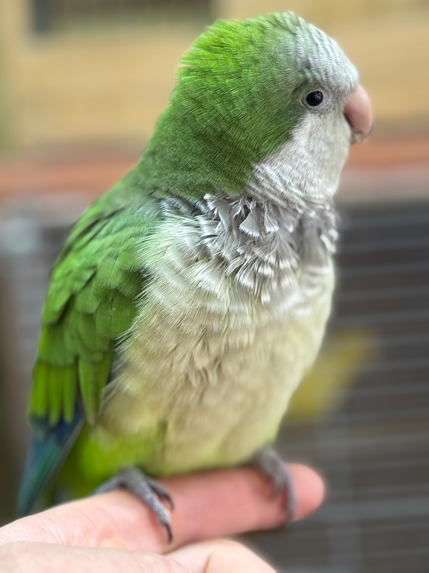 Птенцы попугая монах квакер Калита