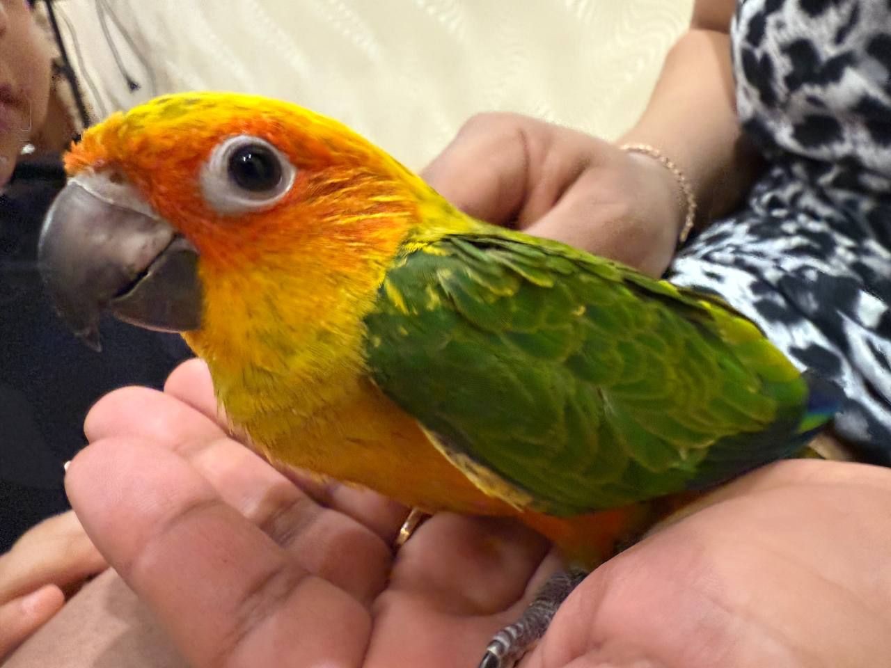 Пташенята нашого власного розведення