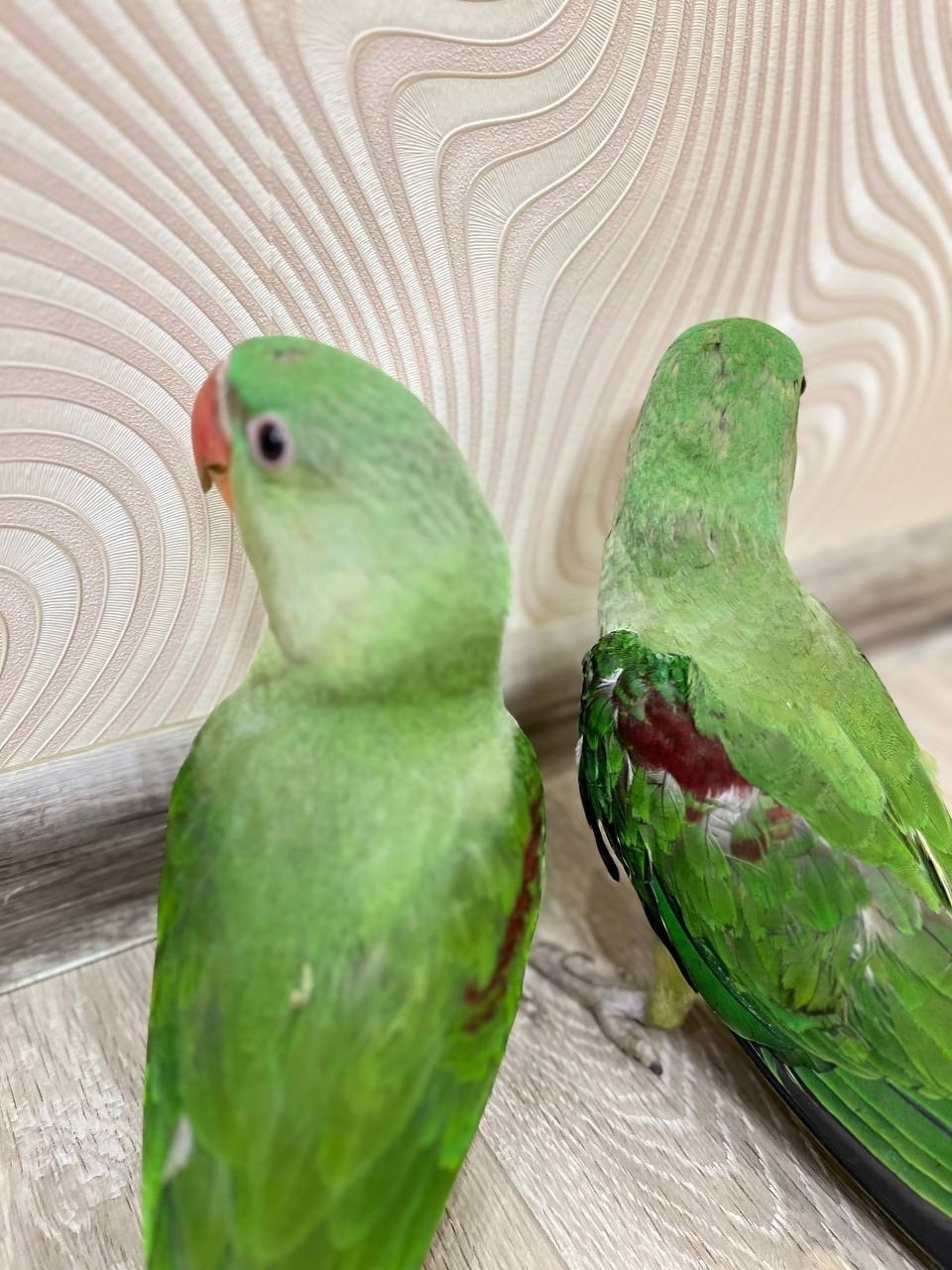 Выкормыши Александрийского кольтого попугая