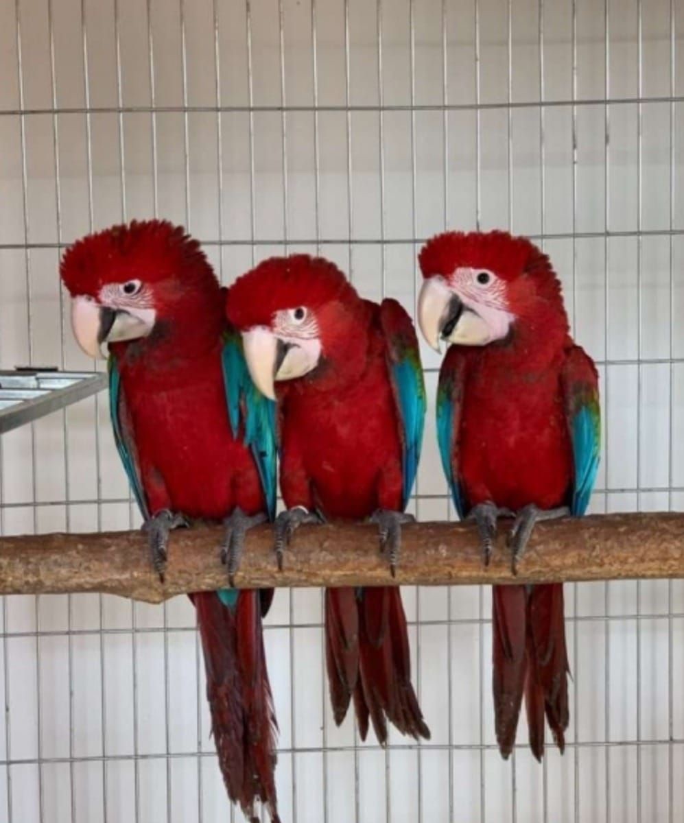 Красочные Большие попугаи Ара, разных цветов