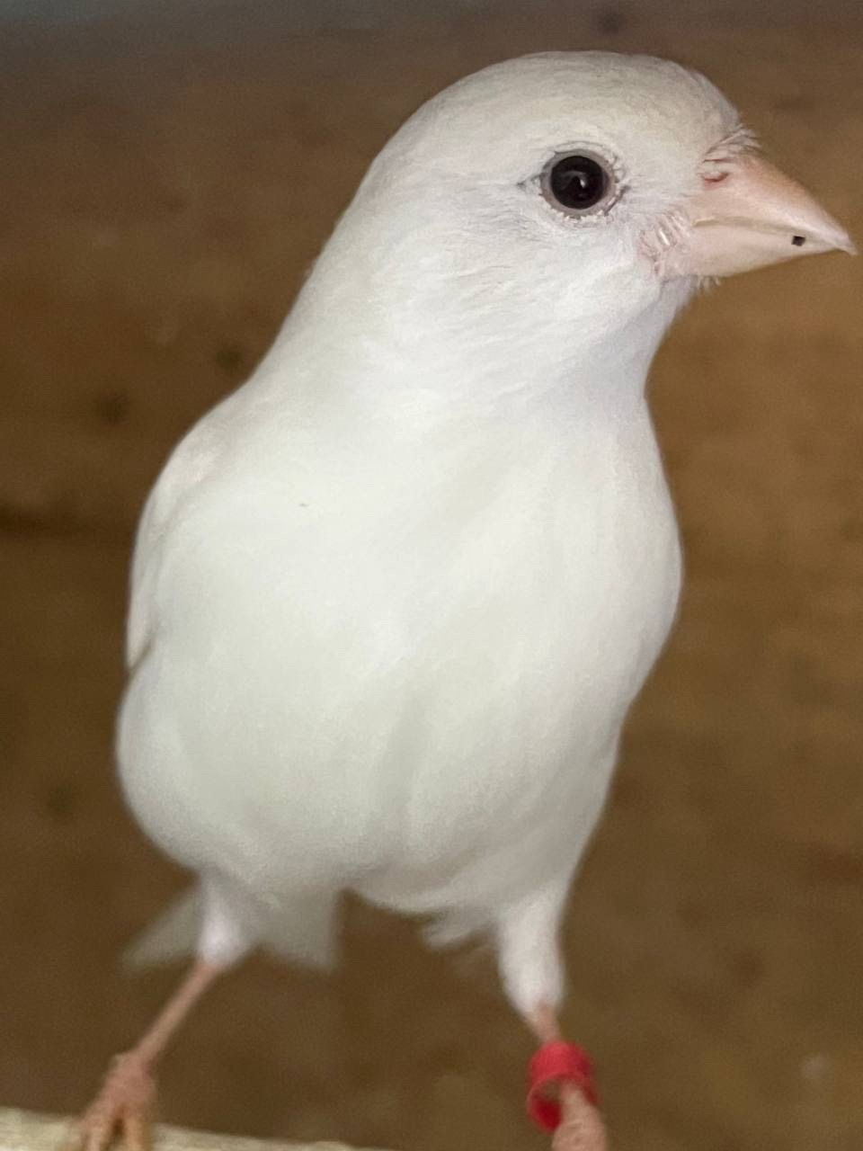 Співочі кенарі самці та самочки