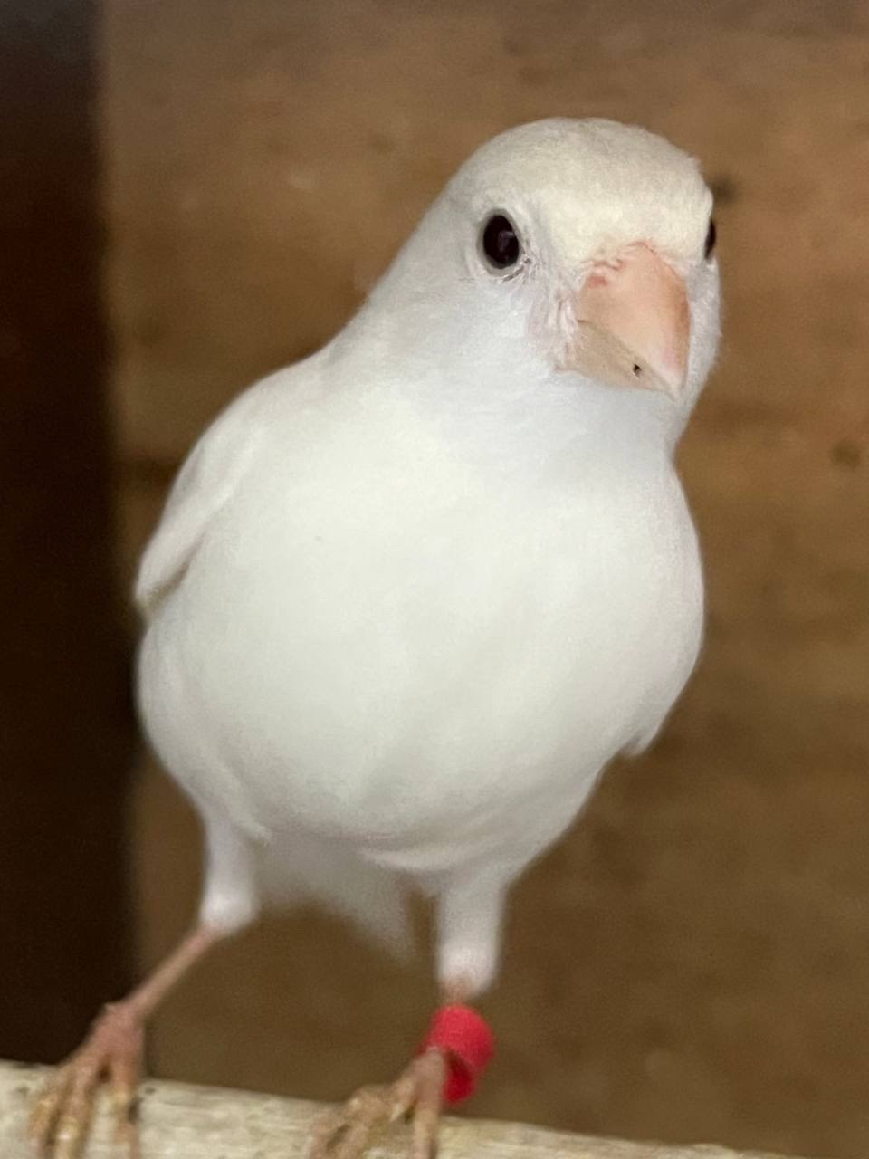 Співочі кенарі самці та самочки