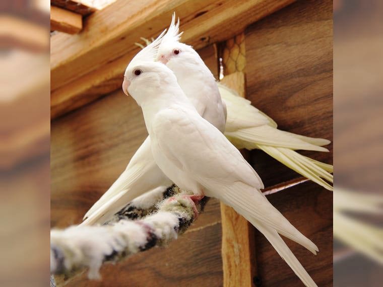 Корелла пташенята для дома