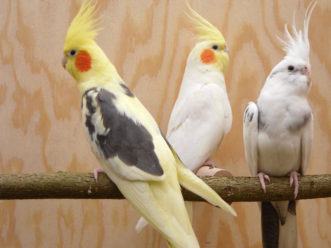 Корелла пташенята для дома