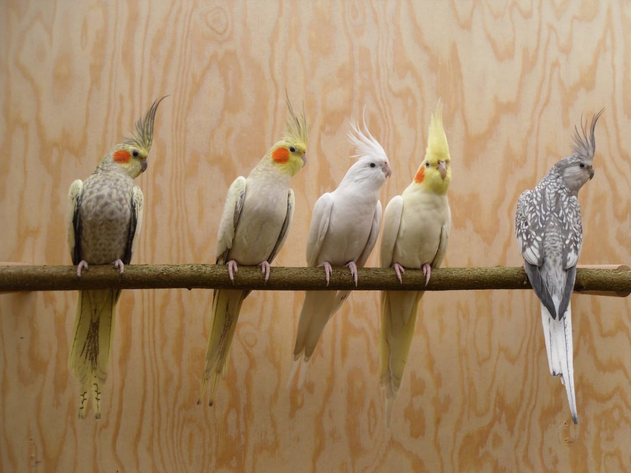 Корелла пташенята для дома