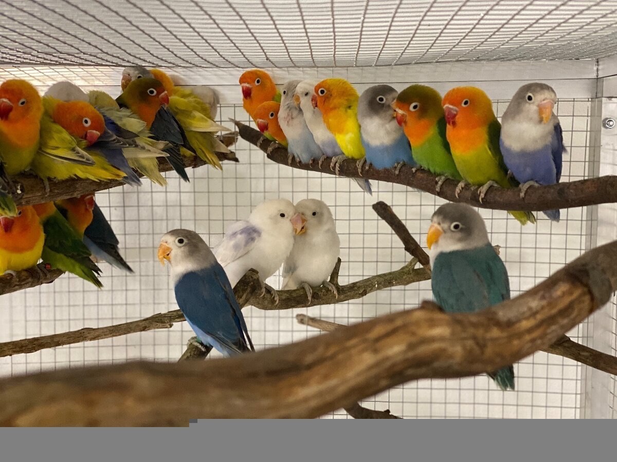 Неразлучники всех цветов молоденькие