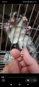 Цукровий поссум дівчинка