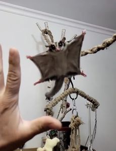 Цукровий поссум дівчинка