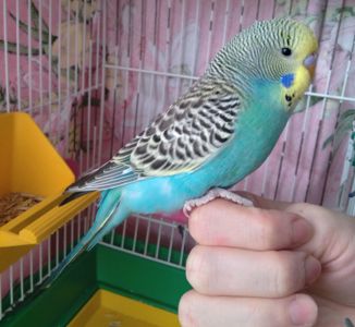 Ручные птенчики волнистые попугайчики