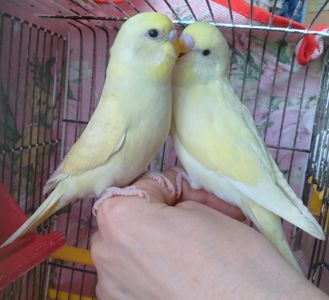 Ручные птенчики волнистые попугайчики