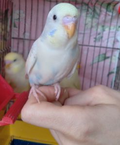 Ручные птенчики волнистые попугайчики