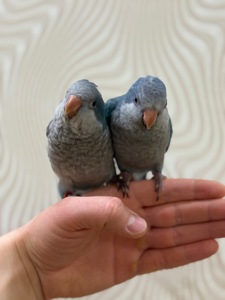 Птенцы попугая монах квакер Калита