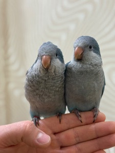 Птенцы попугая монах квакер Калита